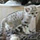 Illustration for article titled ZOMG BABY SAND CATS!!!